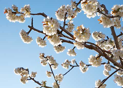 image of Cherry Blossom plant